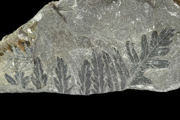 Carboniferous Fossil Fern (Sphenopteris) - Poland #111654